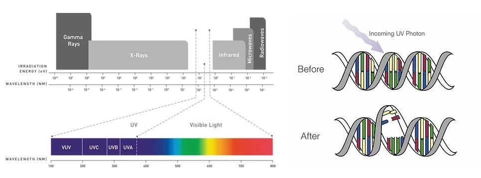 uvc led kills virus